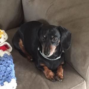 Meet your Posher, Charis